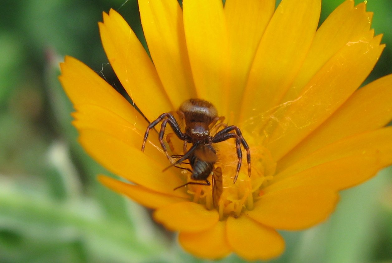 Synaema globosum